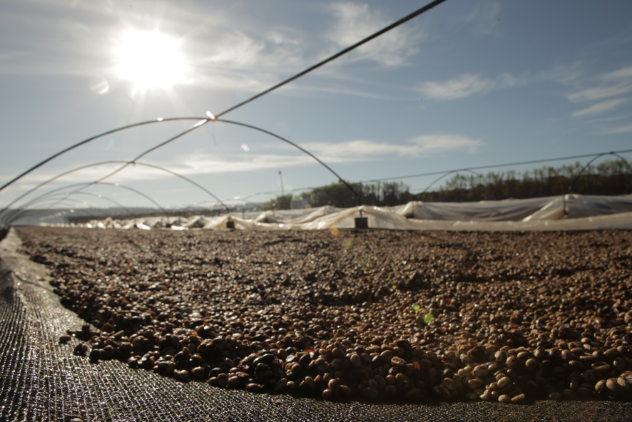 Fazenda Primavera Piano Decaf Brasilien Kaffee trocknet als Kaffeekirschen in Reihen auf Trockenbetten in der Sonne