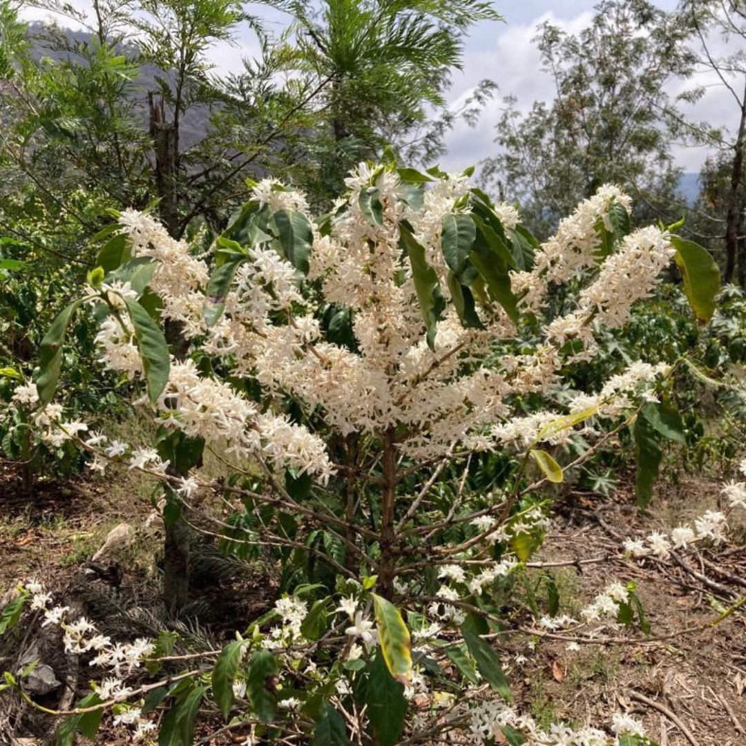 Kaffeepflanze mit vielen weißen Blüten auf der San Miguel Guatemala Finca Medina Kaffeeplantage