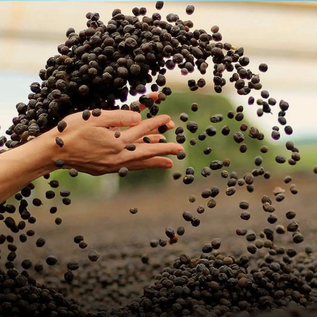 Hände werfen getrocknete Kaffeekirschen auf der San Miguel Guatemala Finca Medina Kaffeeplantage in die Luft