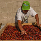 Kaffeebauer verteilt rote Kaffeekirschen in Holztrockentisch auf der San Miguel Guatemala Finca Medina Kaffeeplantage
