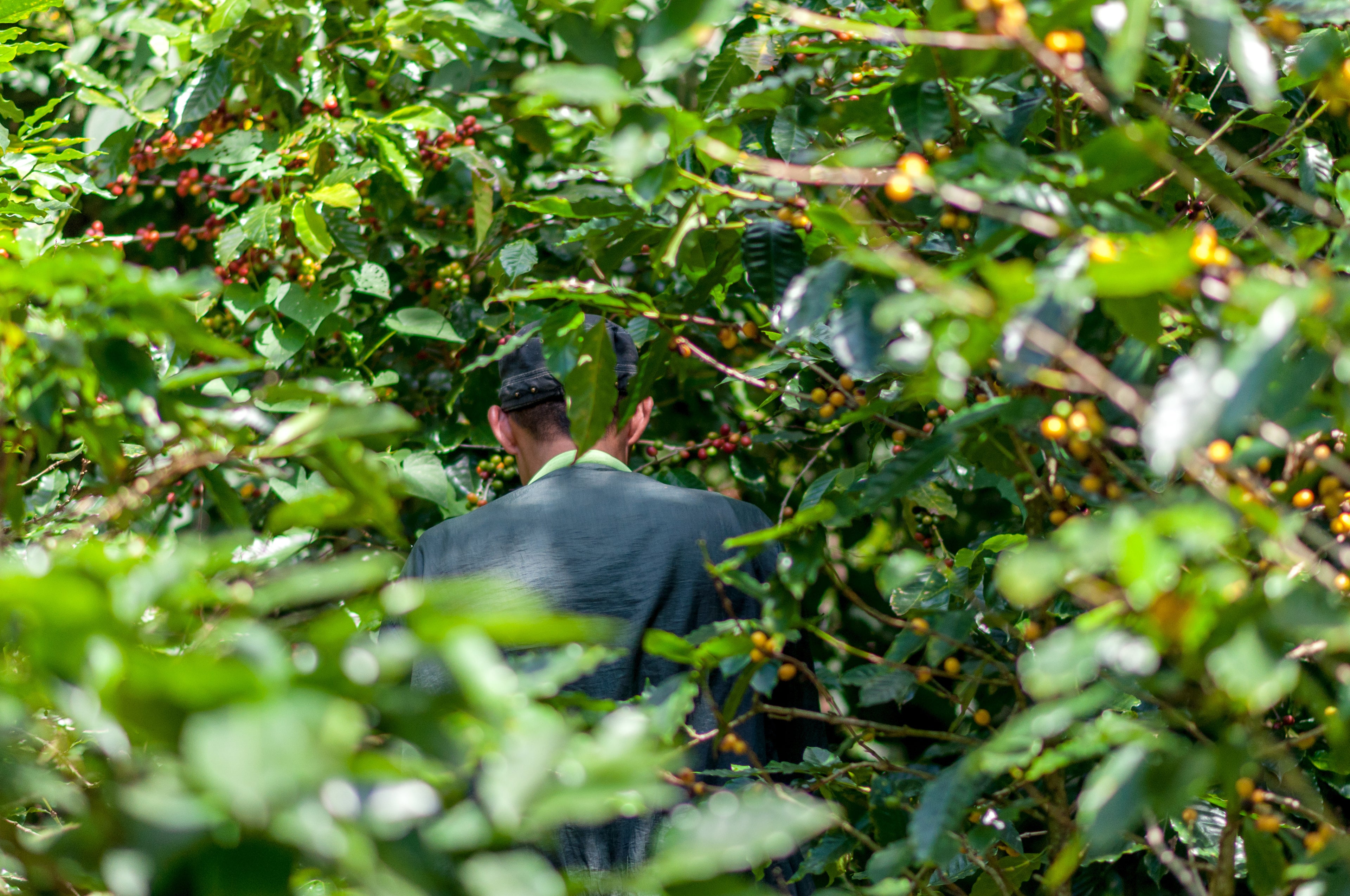 Kaffeebauer in Kaffeeplantage von Tepeca El Salvador Kaffee, umgeben von roten und gelben Kaffeekirschen