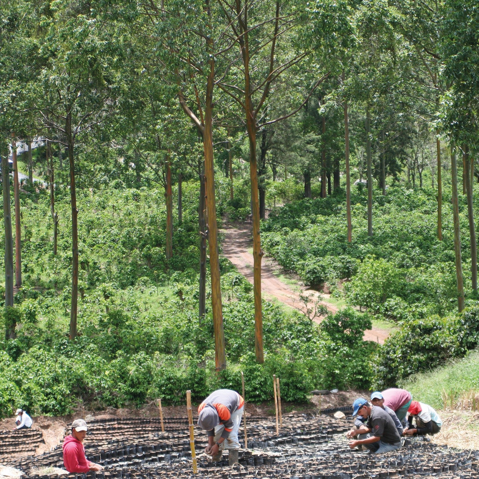 Kaffeefarm Santa Elena, Arbeiter pflanzen Kaffeebaum-Setzlinge in einem grünen Schattenwald mit hohen Reihenbäumen
