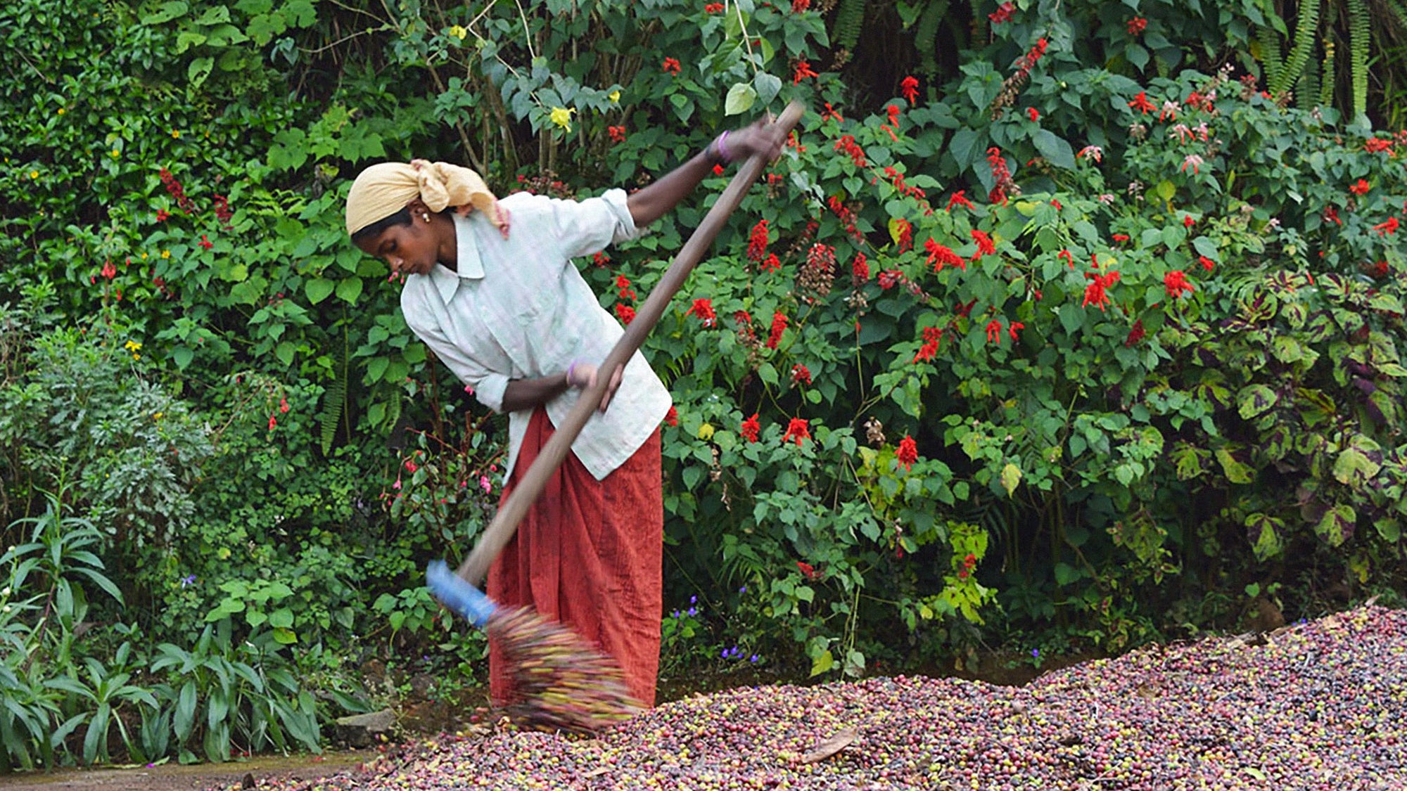 Malabar Monsooned