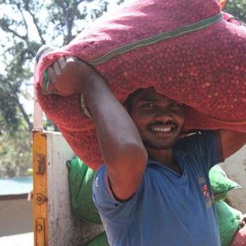 Kaffeearbeiter in Indien trägt roten Kaffeesack mit Kaffeekirschen und lacht in die Kamera, Malabar Monsooned Kaffee