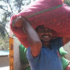 Kaffeearbeiter in Indien trägt roten Kaffeesack mit Kaffeekirschen und lacht in die Kamera, Malabar Monsooned Kaffee