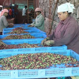 Kaffeearbeiterinnen sortieren bunte Kaffeekirschen in blauen Kisten für Malabar Monsooned Indien Kaffee in einer Aufbereitungsstation