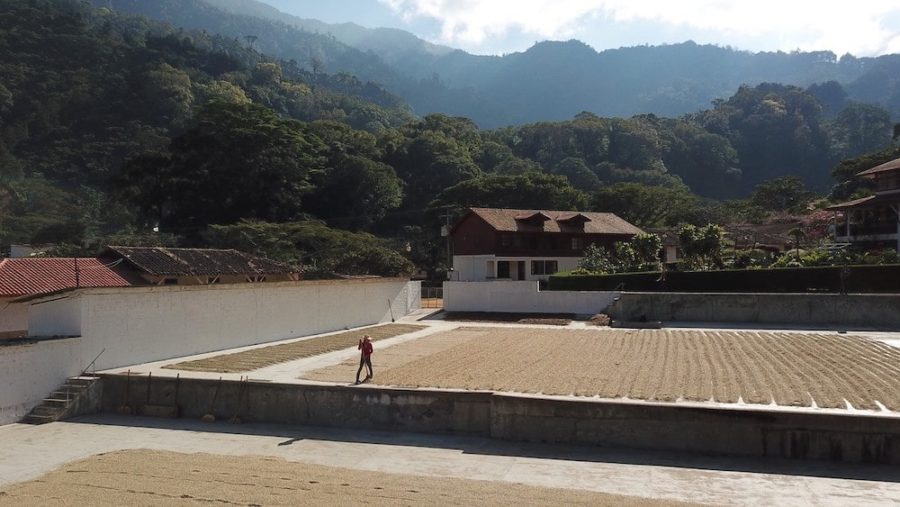 Kaffeekirschen trocknen auf einer Trockenfläche in Chiapas, Mexiko, vor bewaldeten Bergen, Kaffeefarmer