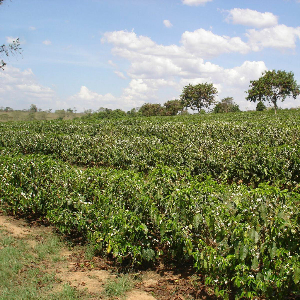 Weitläufiges Kaffeefeld der Bio-Farm Nossa Senhora de Fatima in Brasilien, grüne Kaffeebüsche in Blüte unter blauem Himmel
