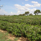 Weitläufiges Kaffeefeld der Bio-Farm Nossa Senhora de Fatima in Brasilien, grüne Kaffeebüsche in Blüte unter blauem Himmel