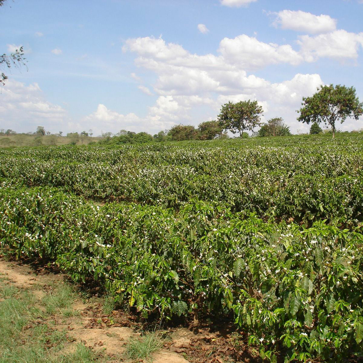 Weitläufiges Kaffeefeld der Bio-Farm Nossa Senhora de Fatima in Brasilien, grüne Kaffeebüsche in Blüte unter blauem Himmel