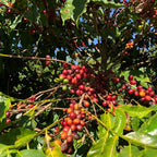 Reife rote und einige grüne Kaffeekirschen der Farm Nossa Senhora de Fatima hängen dicht an den Zweigen der Kaffeepflanzen in Brasilien