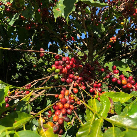 Reife rote und einige grüne Kaffeekirschen der Farm Nossa Senhora de Fatima hängen dicht an den Zweigen der Kaffeepflanzen in Brasilien
