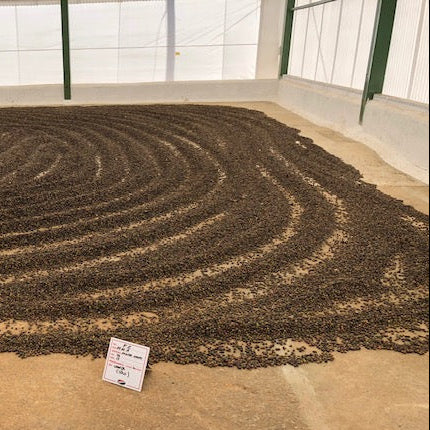 Kaffeekirschen der Bio-Farm Nossa Senhora de Fatima trocknen kreisförmig ausgebreitet auf Betonboden unter Dach in Brasilien