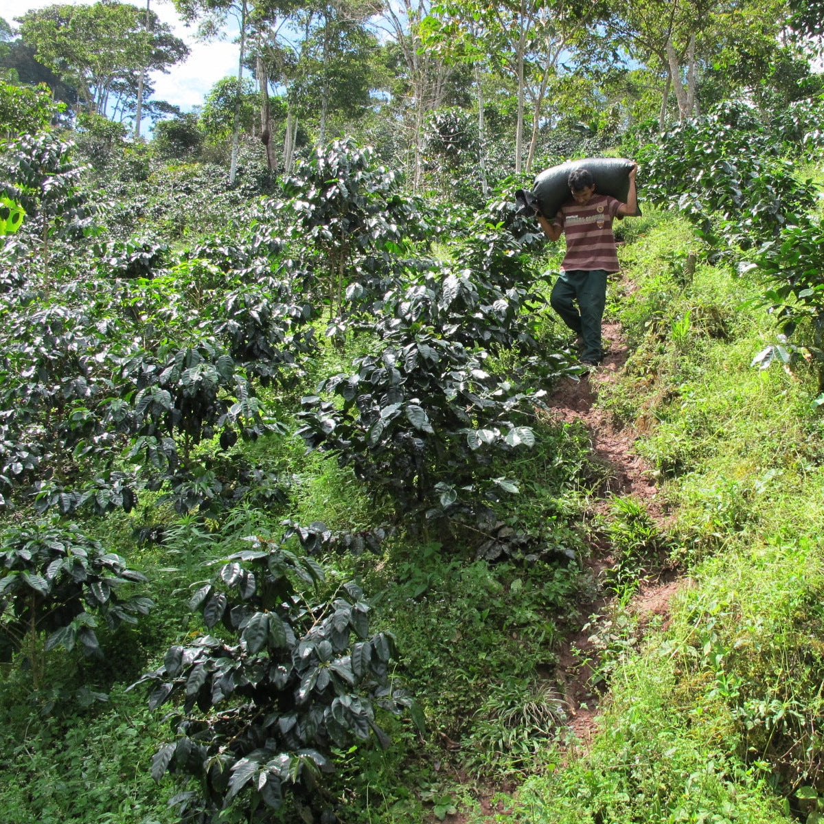 Kaffeebauer trägt einen schweren Kaffeesack über der Schulter einen steilen Pfad durch dichten Bio-Kaffeewald der Association Miguel Grau hinab