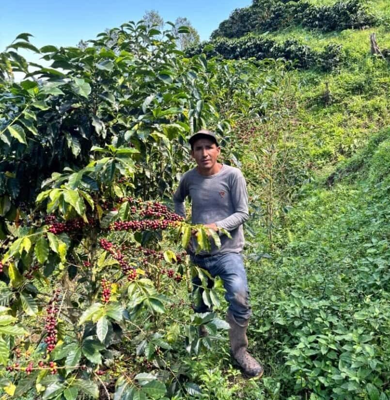 Kaffeeplantage der Finca Nazareth in Chanchamayo, Peru