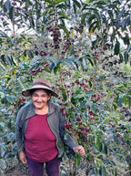 Kaffeeplantage der Finca El Mirador in Chanchamayo, Peru