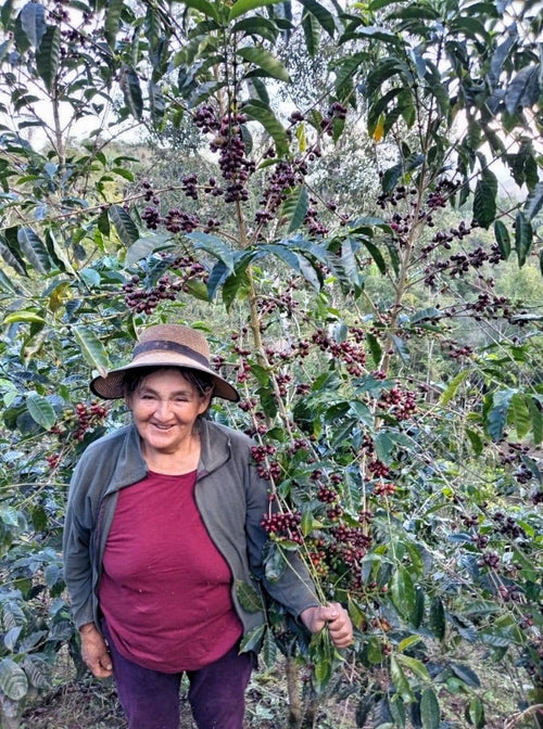 Kaffeeplantage der Finca El Mirador in Chanchamayo, Peru