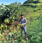 Kaffeeplantage der Finca Nazareth in Chanchamayo, Peru