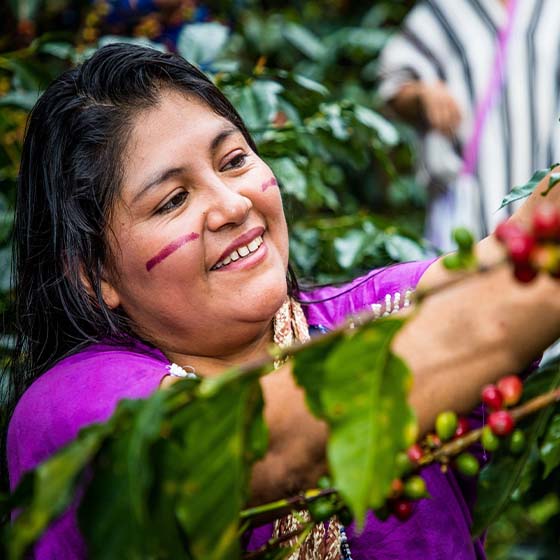 Kaffeebäuerin von Los Yaneshas in Peru erntet lächelnd reife rote Kaffeekirschen zwischen grünen Kaffeebüschen, Kaffee aus Amerika