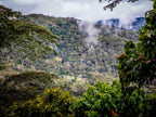 Nebel hängt über dicht bewaldetem Tal der Region Los Yaneshas in Peru, unten sind verstreute Häuser und Kaffeefelder im Regenwald sichtbar, Spezialitätenkaffee aus Peru BIO
