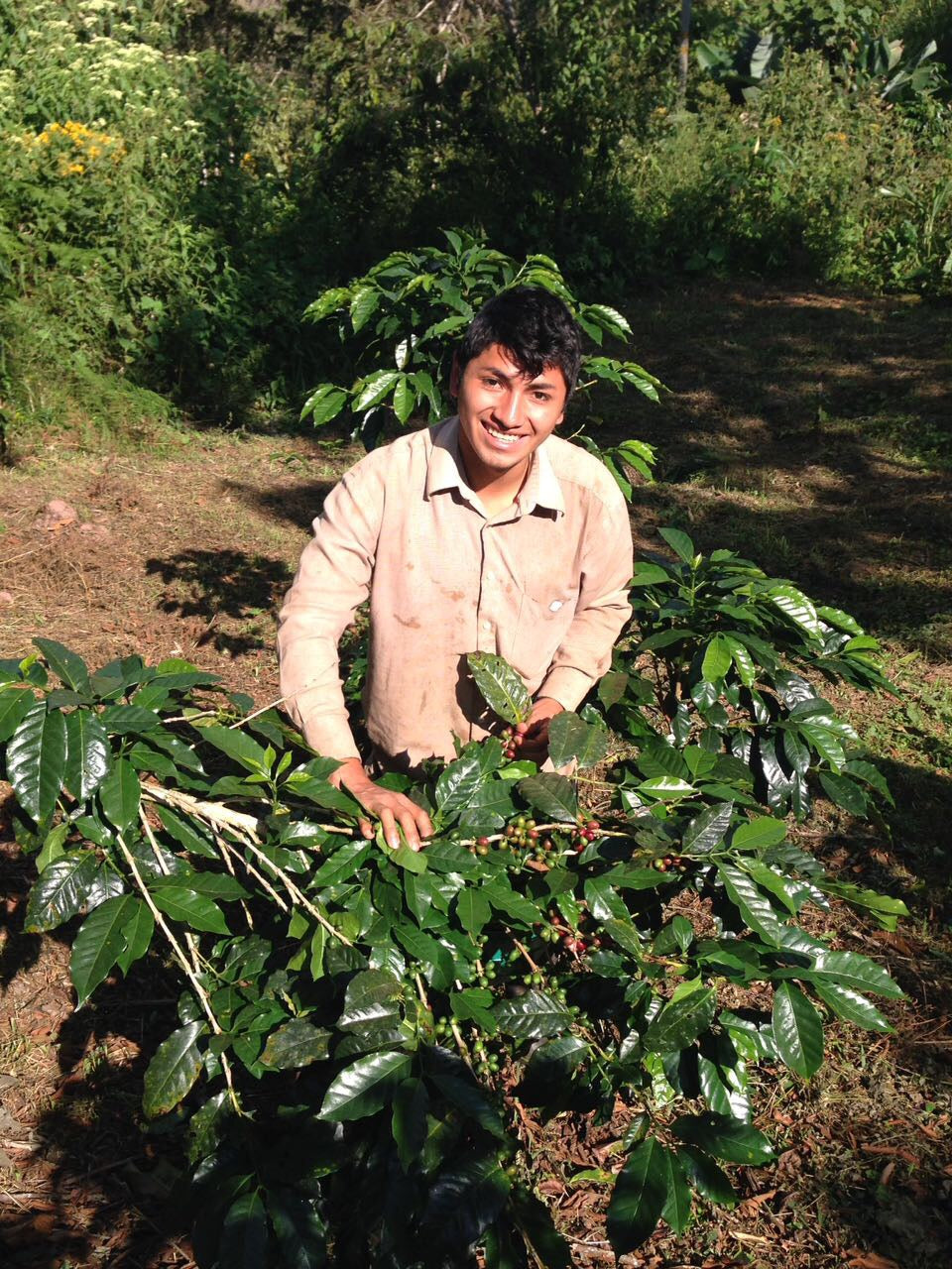Junger Kaffeefarmer in Villa Rica Peru kniet zwischen Kaffeepflanzen der Silencio Decaf Plantage und erntet Kaffeekirschen