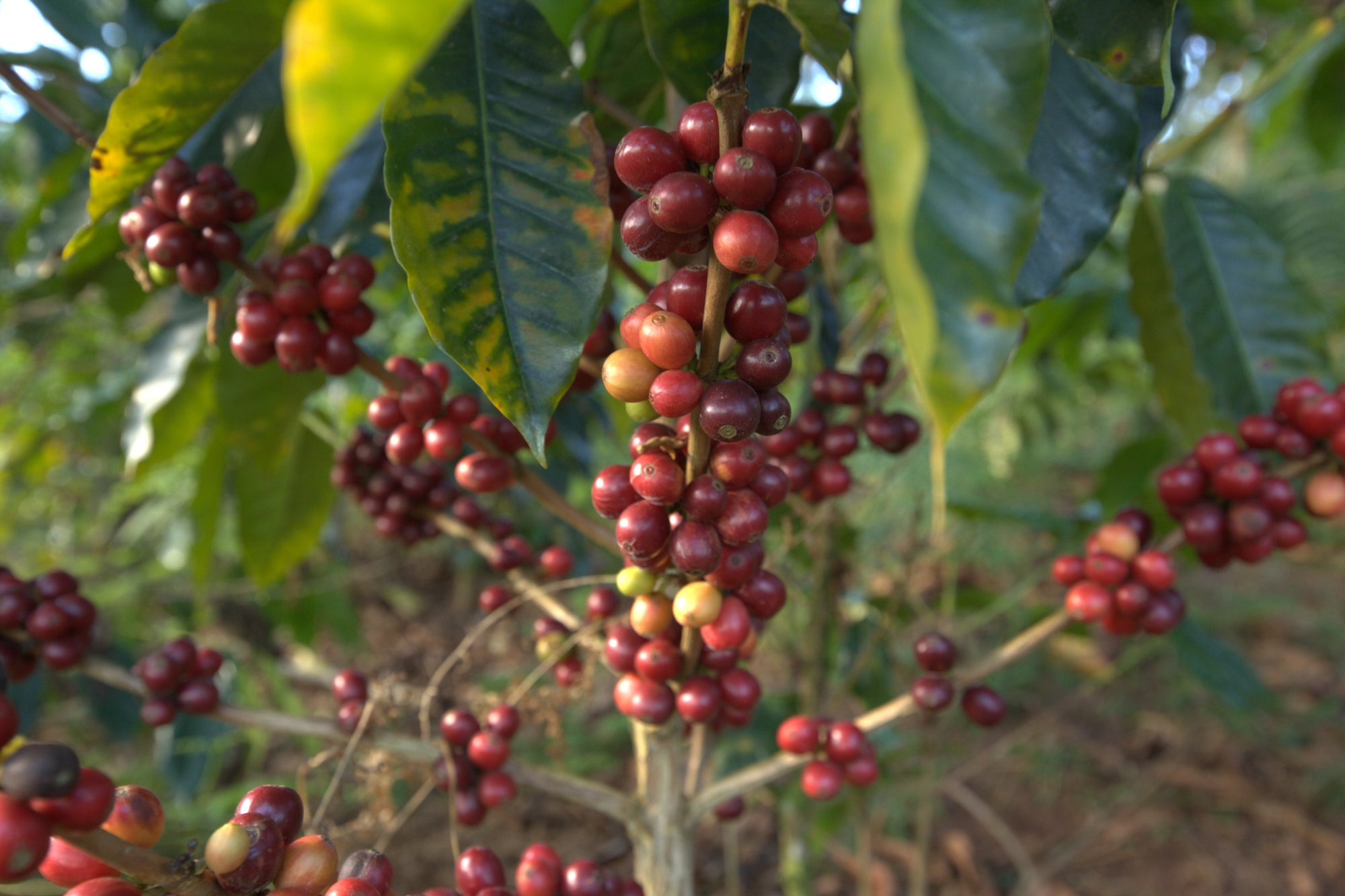 Silencio, Peru - DeCaf BIO