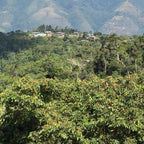 Blick über dichten Kaffeewald der Association Miguel Grau auf ein Bergdorf im Pacha Mama BIO‑Anbaugebiet in Peru