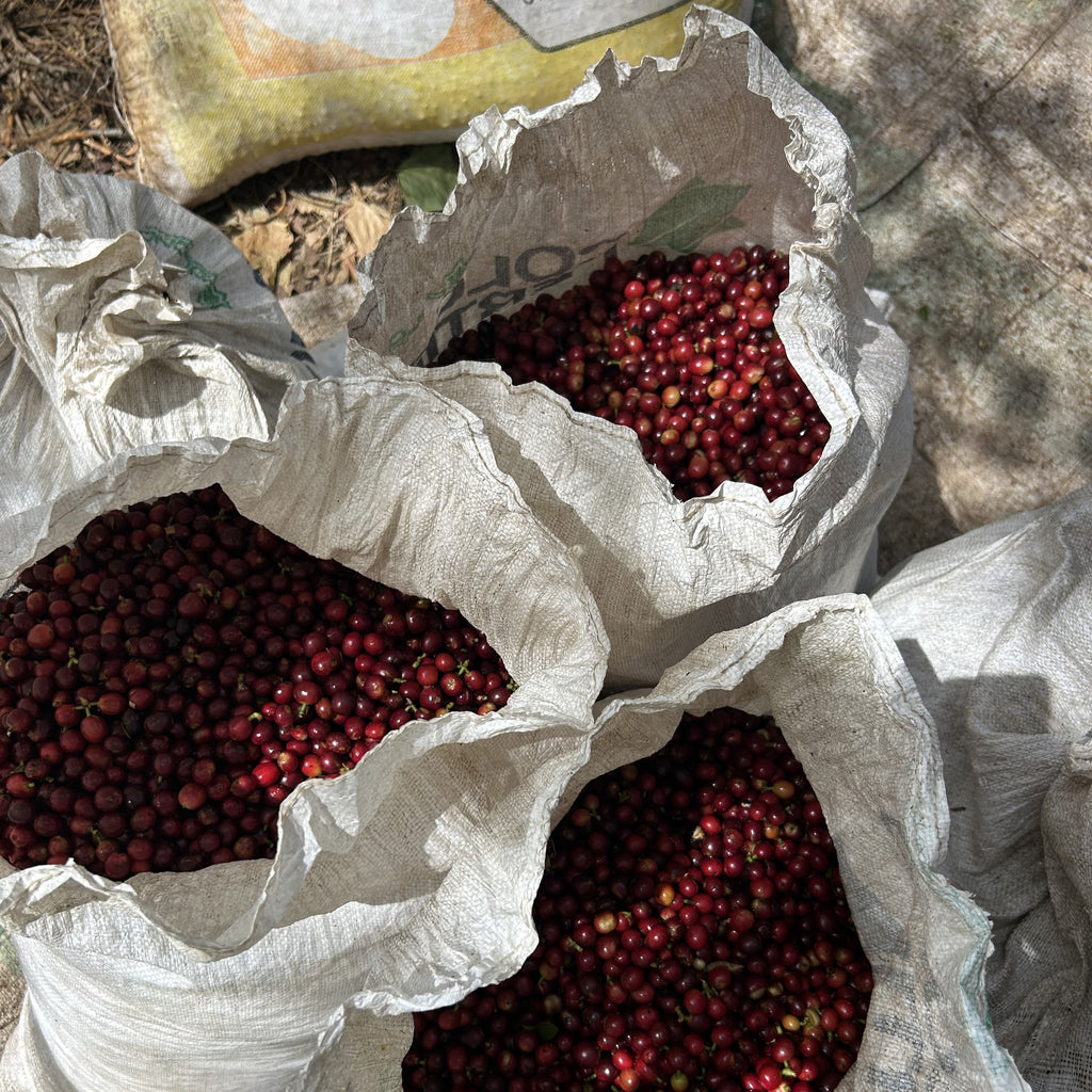 Offene Säcke voller rot gereifter Kaffeekirschen auf der Santa Elena Farm in Costa Rica von oben