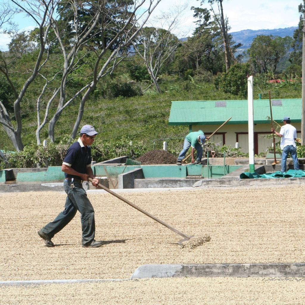Arbeiter wenden auf der Santa Elena Farm getrocknete Kaffeebohnen auf dem Trockenplatz vor grünen Gebäuden