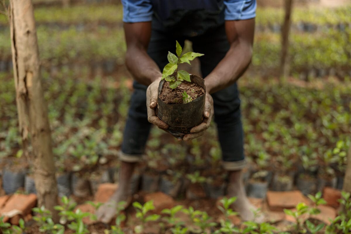 Kaffee und Klimawandel: Wie wir mit World Coffee Research die Zukunft des Kaffees sichern 10 Kaffeeplantage mit Kaffeesetzlingen in Afrika: Farmer hält eine kleine Kaffeepflanze in der Hand
