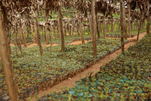 Kaffee & Klimawandel: Kaffeeplantage - Kaffeepflanzen-Setzlinge in Südamerika
