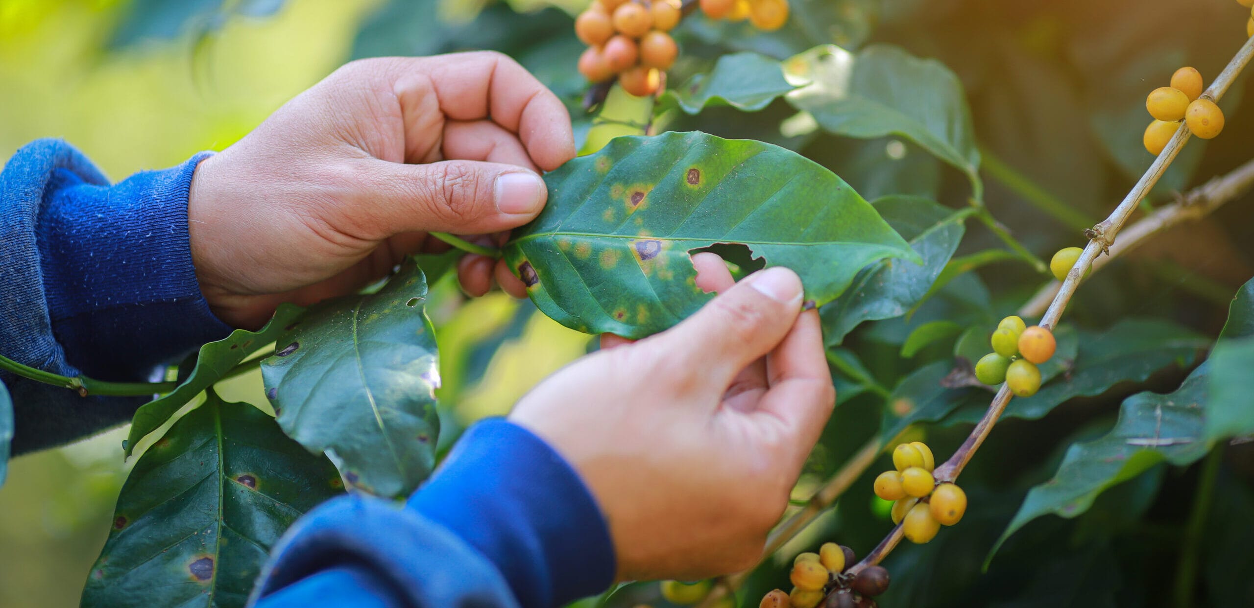 Kaffee und Klimawandel: Wie wir mit World Coffee Research die Zukunft des Kaffees sichern 9 Kaffeepflanze: Kaffeefarmer hält Blatt eine kranken Kaffeepflanze. Rost