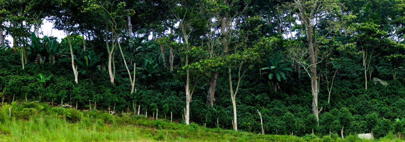 Kaffee liebt Bäume: Agroforstwirtschaft Kaffee im Kaffeeanbau. Eine Plantage mit Bäumen und Kaffeepflanzen
