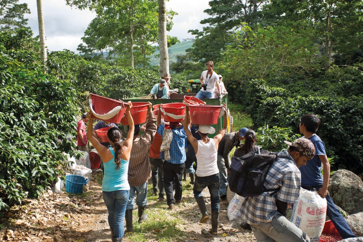 Aquiares in Costa Rica wie eine Kaffeeplantage zum Klimastuetzpunkt wird P0150 KLP Aquiares Estate Ernte - Entdeckungsreise Direct Trade
