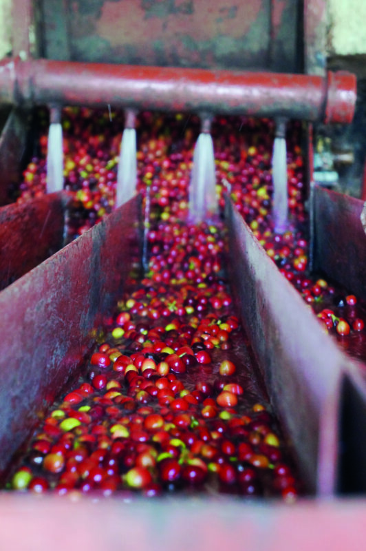 Aufbereitung_Blog_Depulping 1_A5_4c