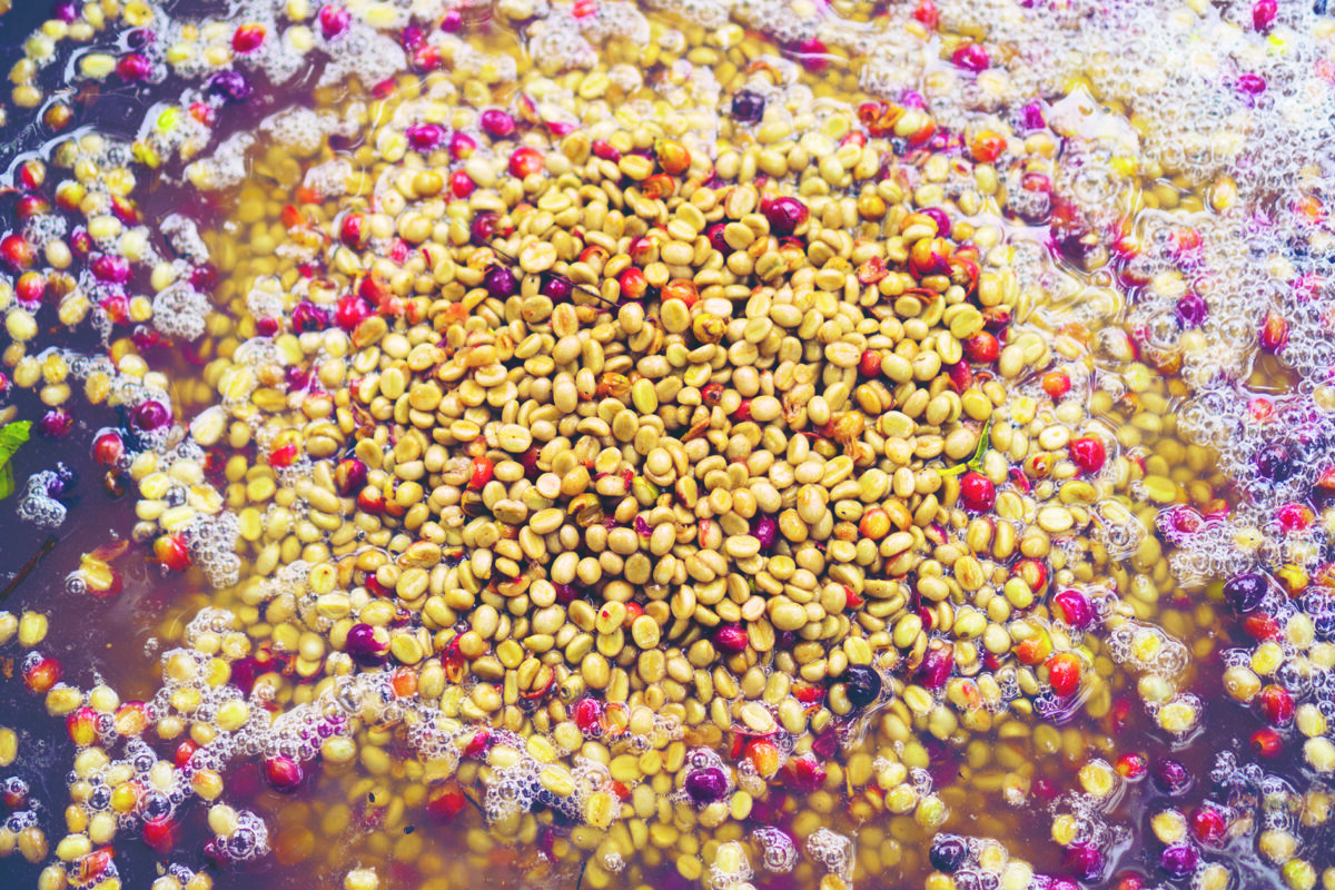 Aufbereitung Blog Fermentation - Das große 1x1 der Kaffeeaufbereitung