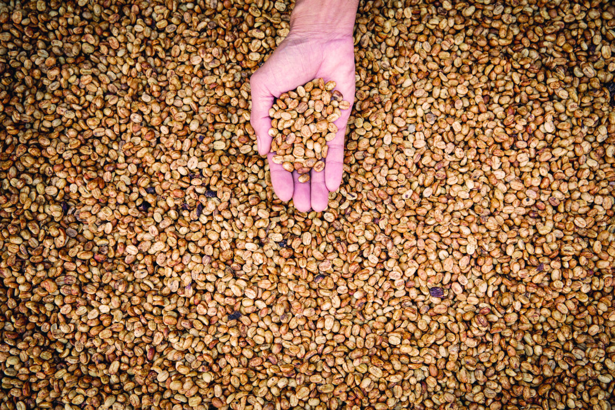 Aufbereitung Blog Rohkaffee 1 - Das große 1x1 der Kaffeeaufbereitung