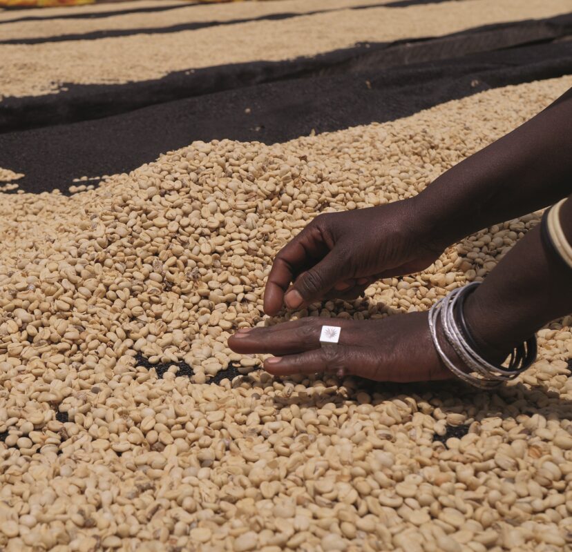 Das große 1 x 1 der Kaffeeaufbereitung 2 Das große 1 x 1 der Kaffeeaufbereitung