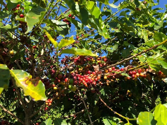 BRA Cerrado Organic Nossa Senhora 20 - Piano, Brasilien - Entkoffeiniert