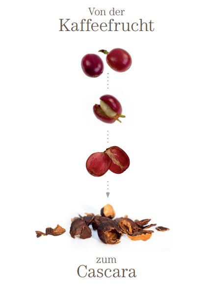 Cascara: Nachhaltiger Genuss aus der Kaffeekirsche 1 Cascara Skizze - Kaffeekirsche
