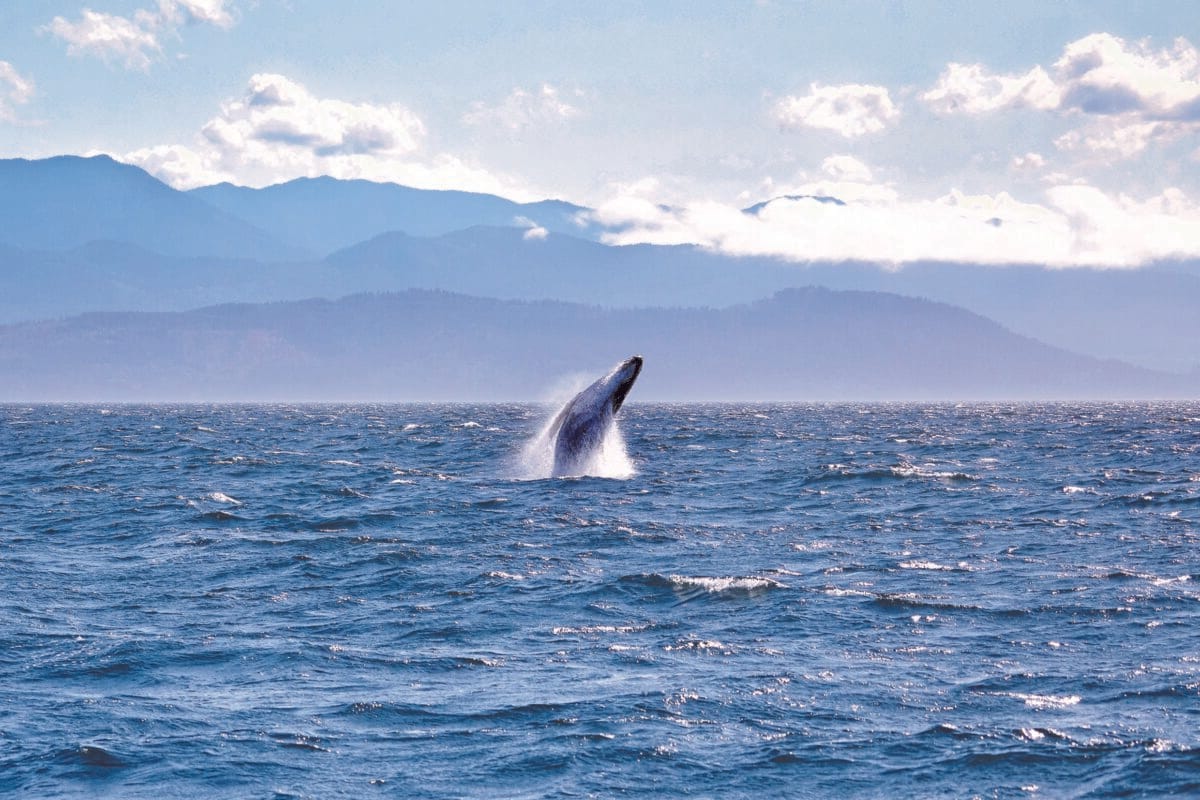 El Chirrion, El Savlador 4 Coffee by Sail: Fresh Coffee, Clean Ocean