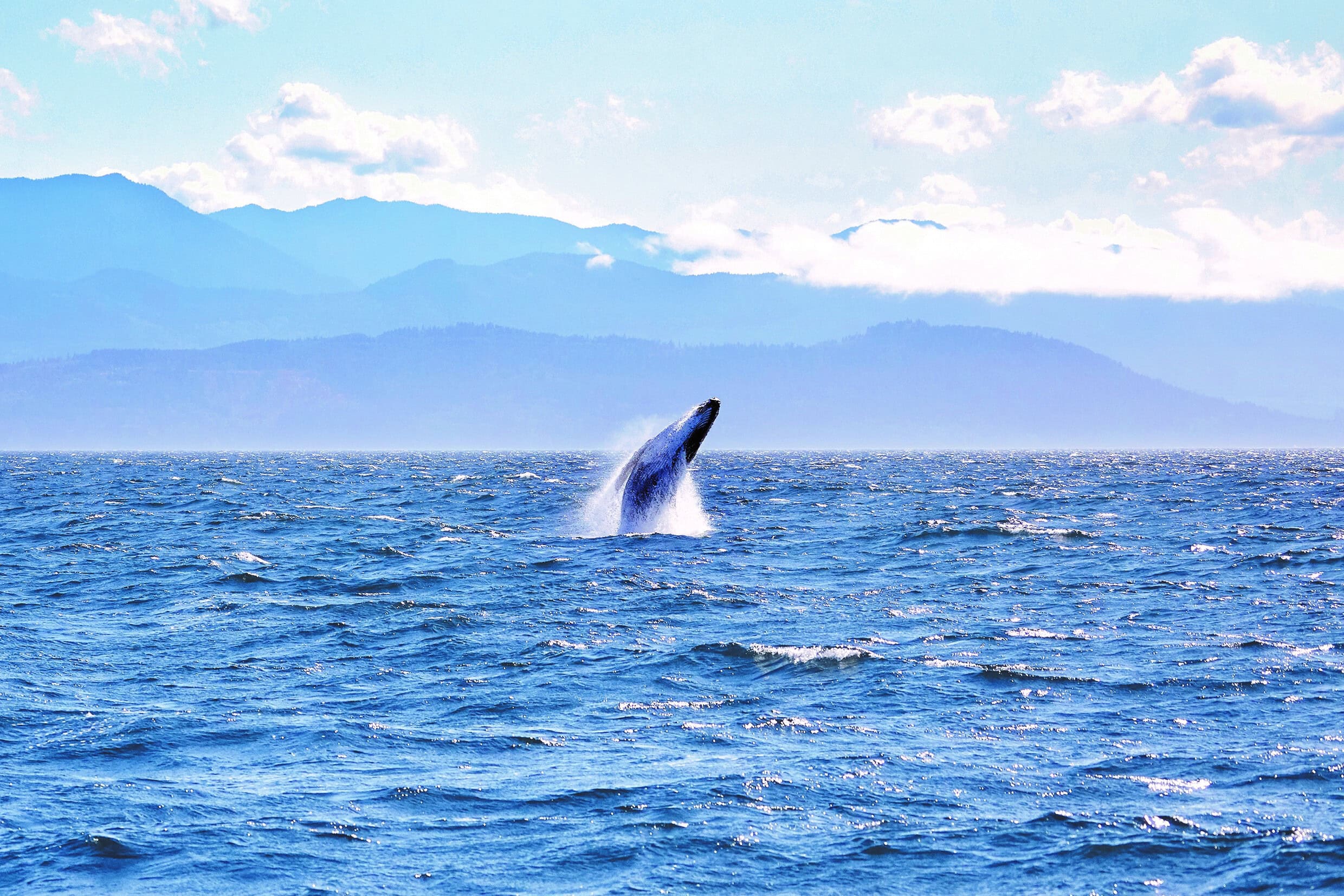 Coffee by Sail: Fresh Coffee, Clean Ocean