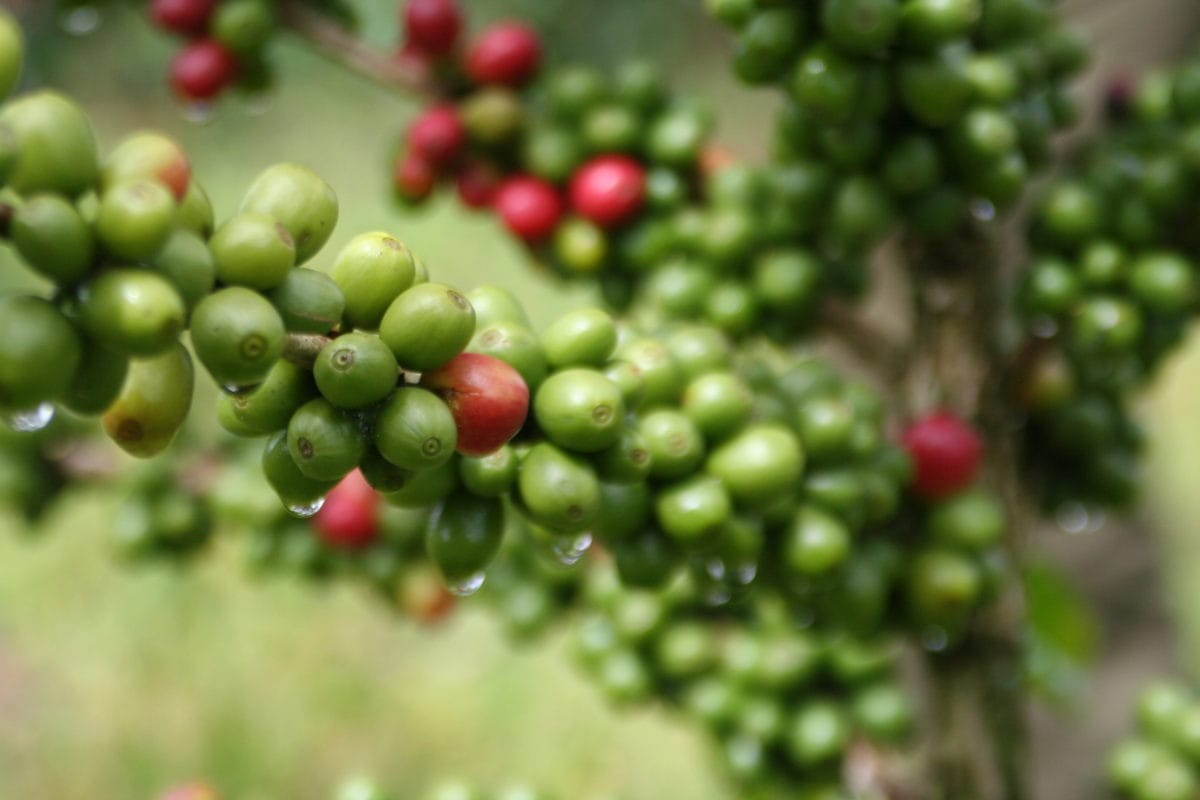 IMG 5267 - Ichamara, Kenia