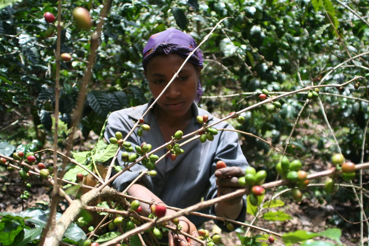 IMG 5355 Kopie - Suke Quto, Äthiopien - BIO