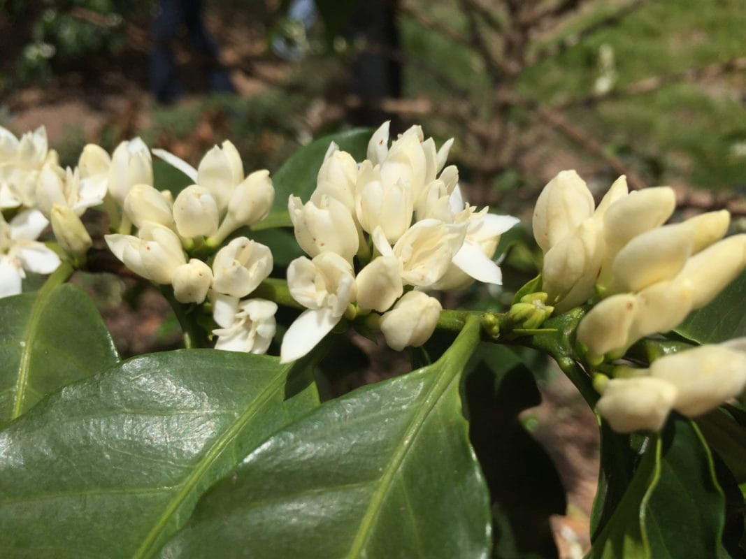 IMG 8076 - Fazenda Rainha, Brasilien