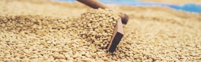 Kaffeeaufbereitung: Das große 1x1 - Holzrechen faehrt in Nahaufnahme durch getrocknete Kaffeebohnen