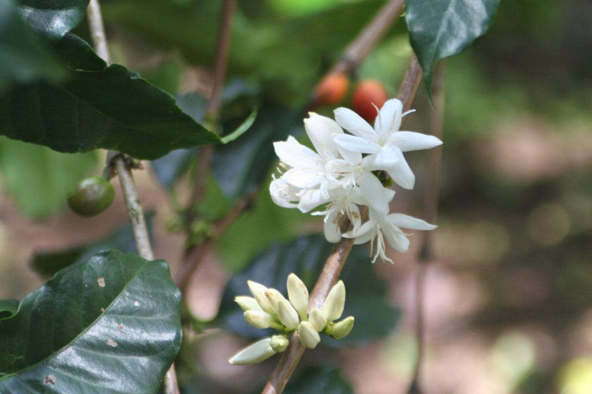 Kaffeebluete 01 farbkorr - Little Flower, Indien