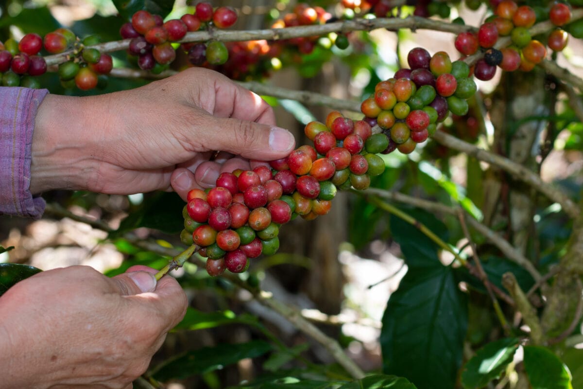 Kaffeeernte in Nicaragua