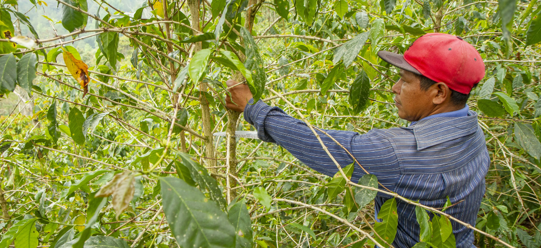 Suave, Nicaragua - Planatagenfoto