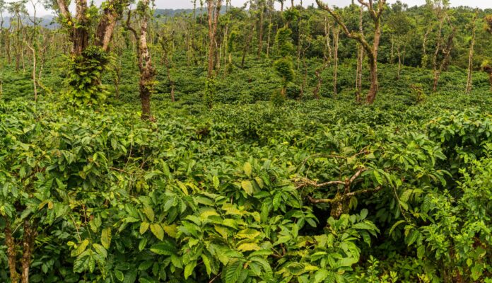 Robusta Kaffee: Fine Robusta, Unterschiede & Mythen - Robusta Kaffeepflanze, robusta coffee plant - India